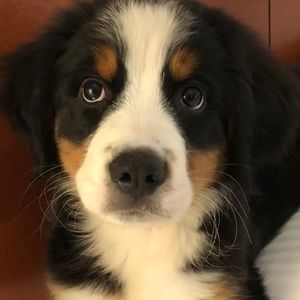 Meet your Posher, Rachael